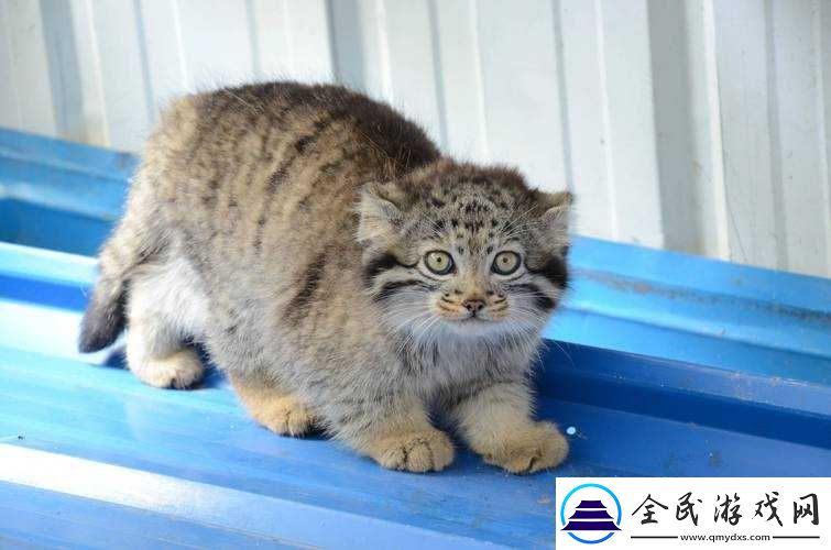 開心動物園豪華兌換碼大放送